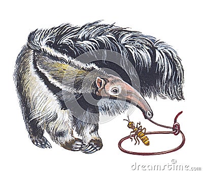 Giant Anteater Stock Photo