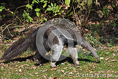 Giant anteater Stock Photo