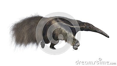 Giant Anteater Stock Photo