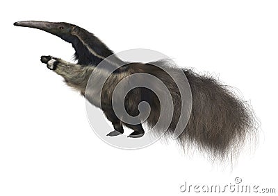 Giant Anteater Stock Photo
