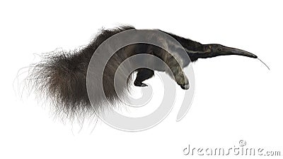 Giant Anteater Stock Photo