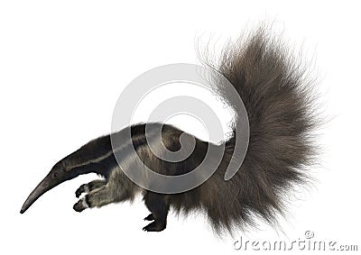 Giant Anteater Stock Photo