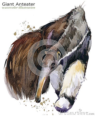 Giant anteater hand draw watercolor illustration Cartoon Illustration