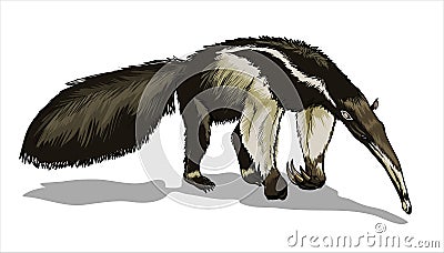 A giant anteater with a huge tail, stands and sniffs the ground. Big animal, a rodent with a long tail. Mouse, a rodent Vector Illustration