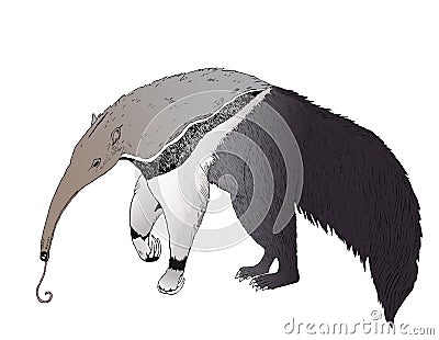 The Giant Anteater is looking for some ants Stock Photo