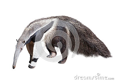 Giant anteater Stock Photo