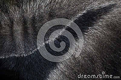 Giant anteater (Myrmecophaga tridactyla). Skin texture. Stock Photo