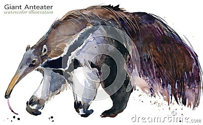 Giant anteater hand draw watercolor illustration Cartoon Illustration