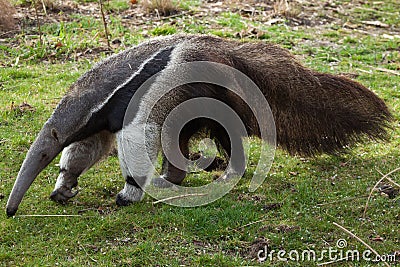 Giant anteater (Myrmecophaga tridactyla). Stock Photo