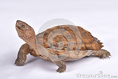 Giant Asian pond turtle, Heosemys grandis Stock Photo