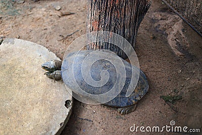 Giant Asian pond turtle Stock Photo