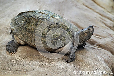 Giant asian pond turtle Stock Photo