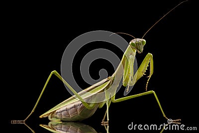 Giant Asian Praying Mantis Stock Photo