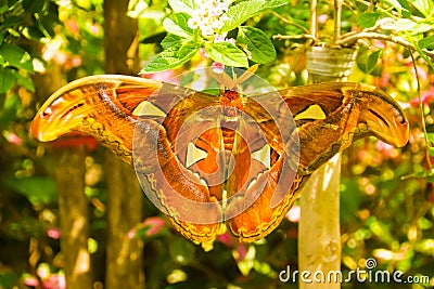 The giant Atlas butterfly moth, Attacus atlas Stock Photo