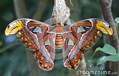 Giant Atlas Moth Stock Photo