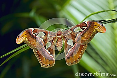 Giant Atlas Moth Stock Photo