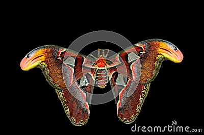 Giant Atlas Moth (attacus atlas) Stock Photo