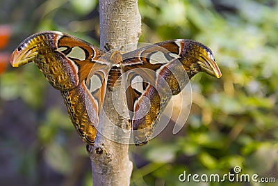 Giant Atlas Moth Stock Photo