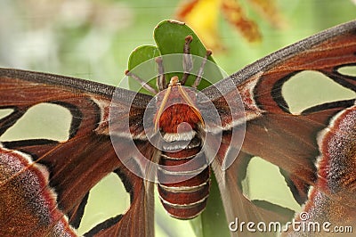 Giant Atlas Moth Stock Photo