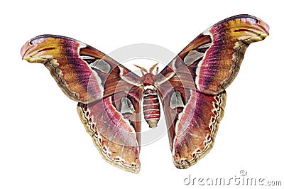 Giant Atlas Moth Cutout Stock Photo