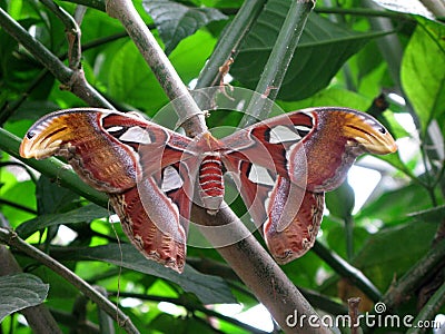 Giant Atlas Moth Stock Photo