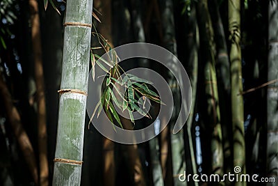 Giant bamboo forest in Kandy botanical garden, Sri Lanka Stock Photo