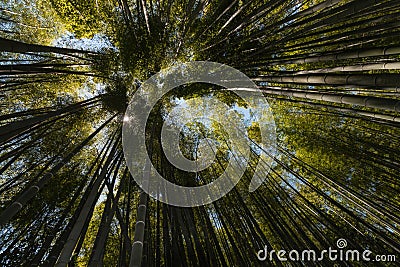 Giant bamboo growing in forest Stock Photo
