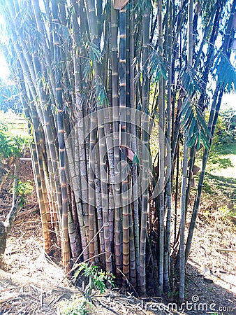 Giant bamboo of the Philippines Stock Photo