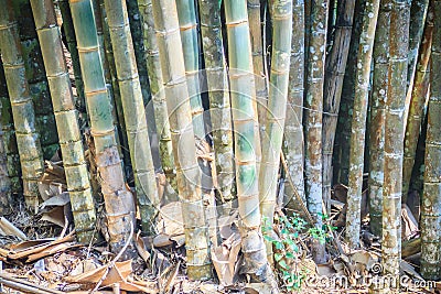 Giant bamboo tree trunks (Dendrocalamus giganteus), also known a Stock Photo