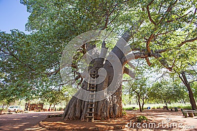 Giant baobab tree in South Africa Stock Photo