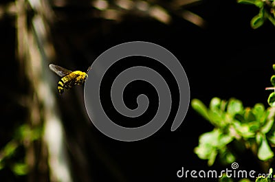 Giant bee mid-air Stock Photo