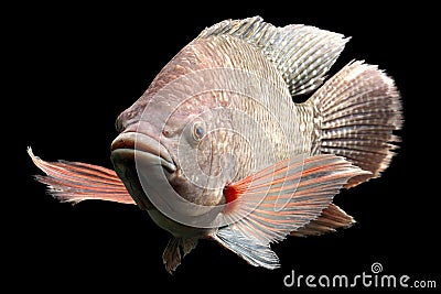 Giant Blue Tilapia Fish Stock Photo