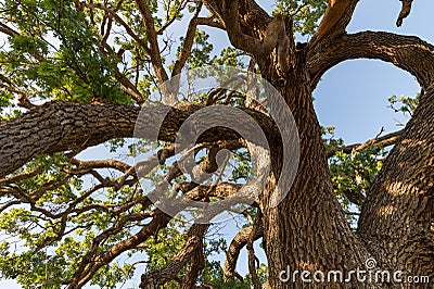 Giant branches of giant valley oak tree in Southern California Stock Photo