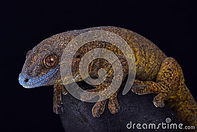 Giant bronze gecko Ailuronyx trachygaster Stock Photo