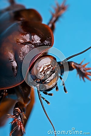 Giant burrowing cockroach Stock Photo