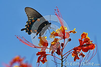 Giant Butterfly Atop a Desert Bird of Paradise Stock Photo