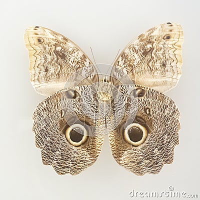 Giant butterfly caligo of the jungle on a white background Stock Photo