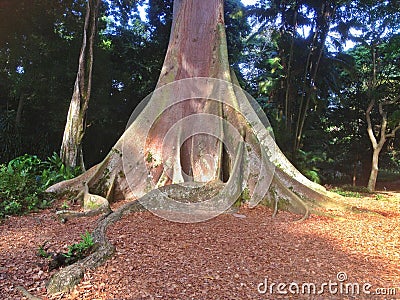 Giant buttress roots Stock Photo