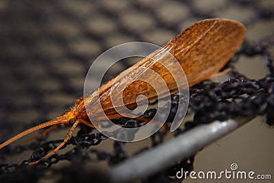 Giant caddis Stock Photo