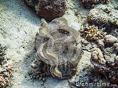 Giant calm in Red Sea, Aqaba, Jordan Stock Photo