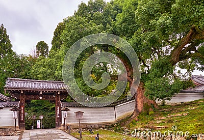 The giant camphor tree in front of the gate of Shoren-in Monzeki temple. Kyoto. Japan Editorial Stock Photo