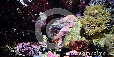 Giant Caribbean sea anemone (Condylactis gigantea ) Stock Photo