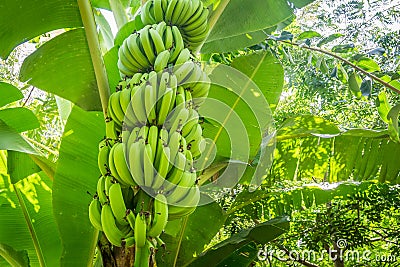 Giant cavendish banana bunch on the plantation Stock Photo