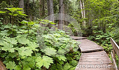 Giant Cedars Boardwalk in the Columbia Mountains â€“ an old-growth rain forest, in Mount Revelstoke National Park of Canada Stock Photo