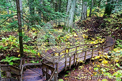 Giant Cedars Boardwalk at Mount Revelstoke in British Columbia Stock Photo