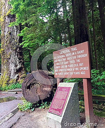 Giant Cedars of Cathedral Grove, British Columbia Stock Photo