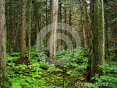 Giant Cedars Park Stock Photo