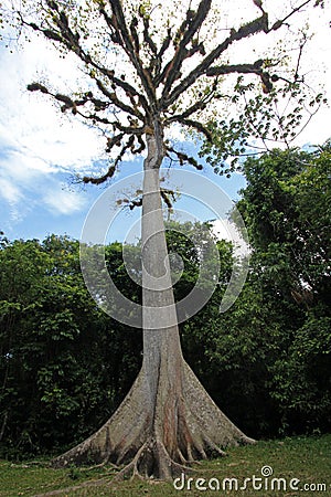 Giant Ceiba tree in Tikal, Guatemala Stock Photo