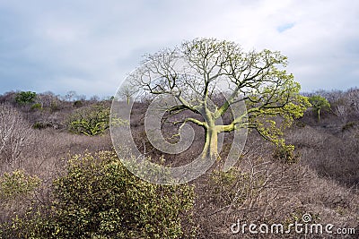 Giant ceiba trees grows up in the coast of Ecuador Stock Photo