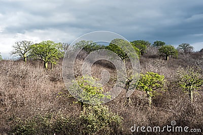 Giant ceiba trees grows up in the coast of Ecuador Stock Photo